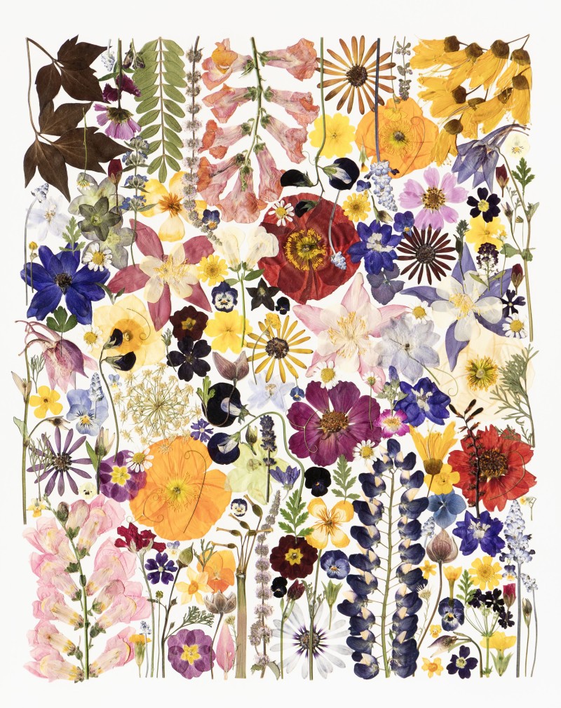 Pressed Flowers